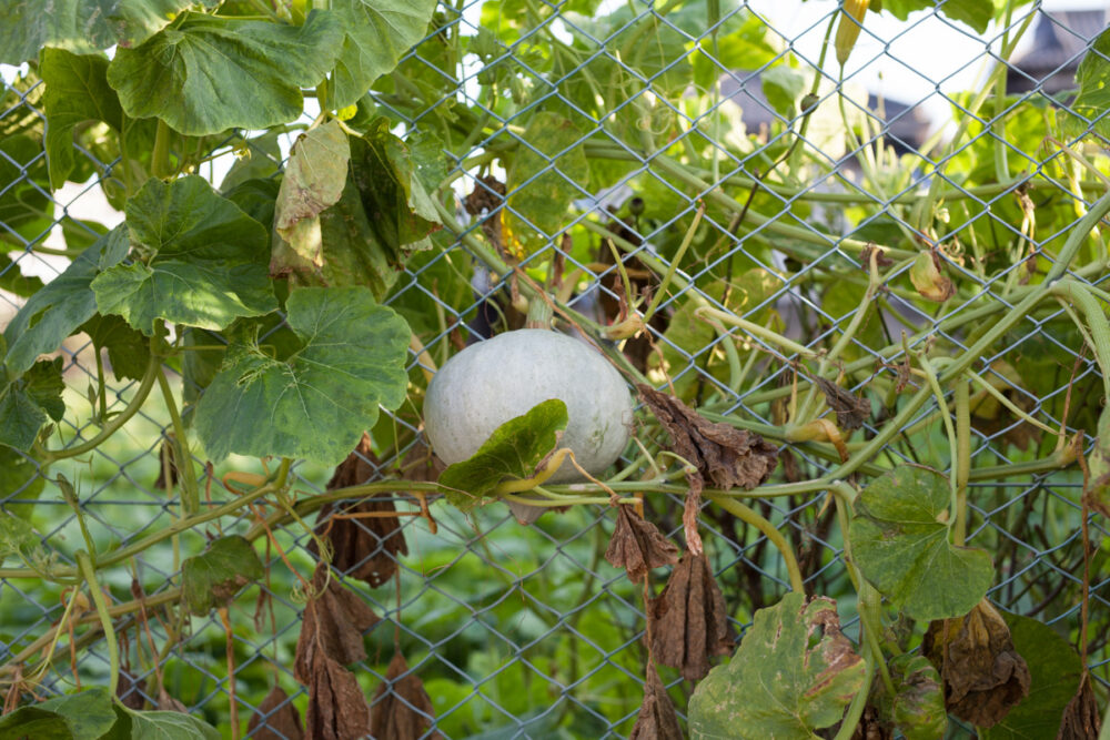 元気が良すぎて。