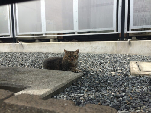 壁の向こうの猫。