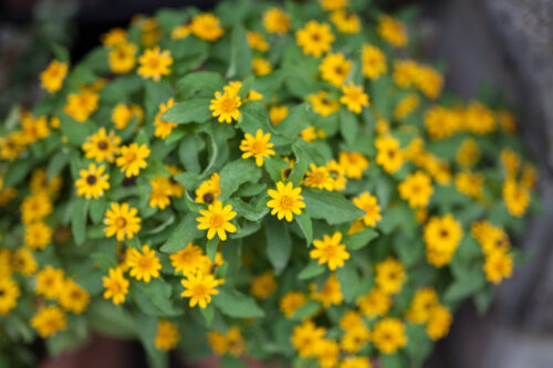 シグマ50mm F1.4Artで花を撮りました。