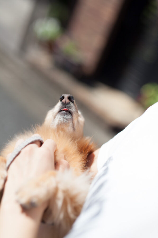 やる気のないお散歩。