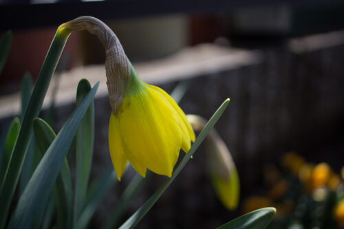 Kiss X7＋EF50mm F1.8 IIで春を撮ってみました。