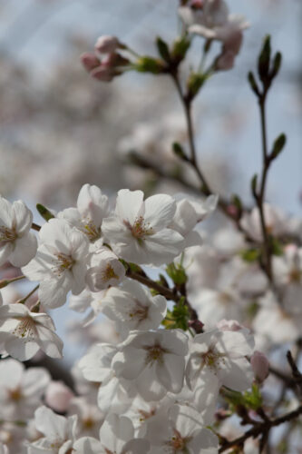 光が丘周辺の桜は。