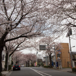 速報：光が丘周辺の桜開花事情。