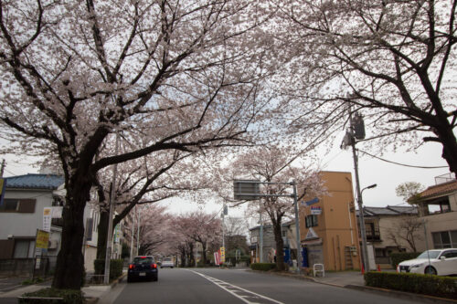 速報：光が丘周辺の桜開花事情。