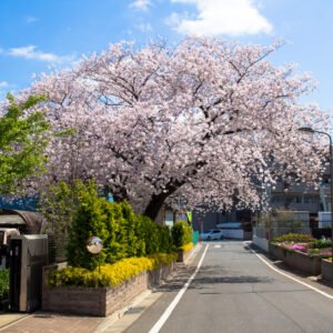 ふつうの民家に見事すぎる桜の大木があります。