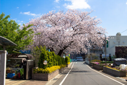 ふつうの民家に見事すぎる桜の大木があります。