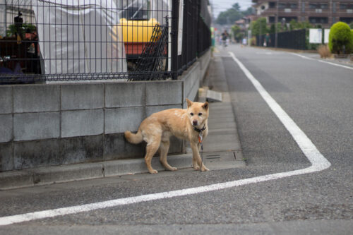 迷い犬保護。