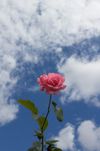 お散歩カメラKiss X7＋EF-S24mm F2.8 STMの道端フォト。