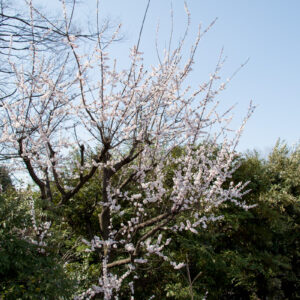 光が丘公園、桜の開花状況。