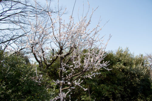 光が丘公園、桜の開花状況。