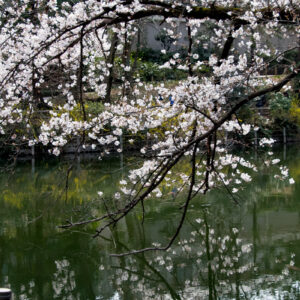 吉祥寺・井の頭公園の桜は三分咲きでした。