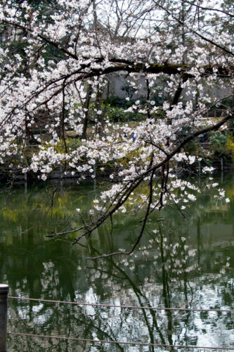 吉祥寺・井の頭公園の桜は三分咲きでした。