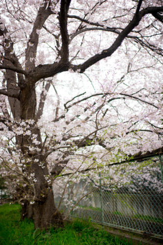 朝霞自衛隊の花見・桜。