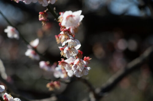 梅・桜。