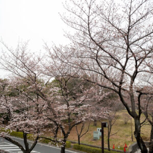 光が丘公園の桜開花状況。