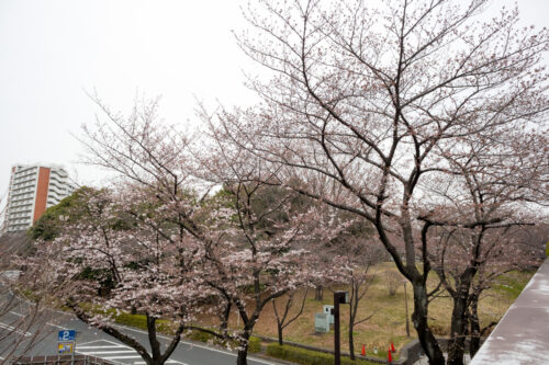 光が丘公園の桜開花状況。