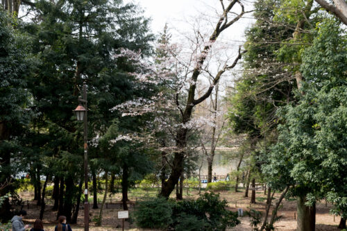 吉祥寺井の頭公園の桜開花状況とPLフィルター。