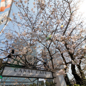 飯田橋神田川カナルカフェの桜。