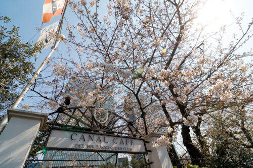 飯田橋神田川カナルカフェの桜。