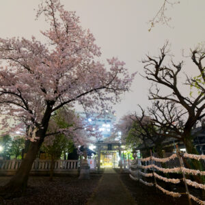 夜桜を撮ってみました。
