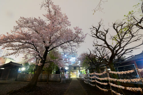 夜桜を撮ってみました。