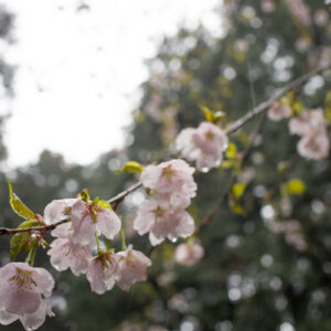 伊豆・函南の桜。