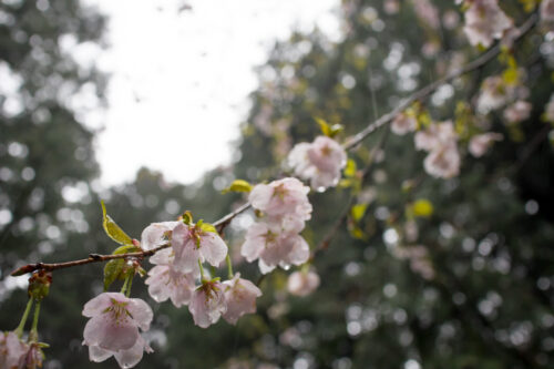 伊豆・函南の桜。