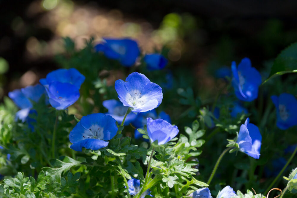 EOS Kiss X7とEF-S55-250mm F4.5-5.6 IS STMで春のお散歩。 | ぽちろぐ