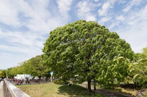 光が丘公園モンゴル祭り散歩。