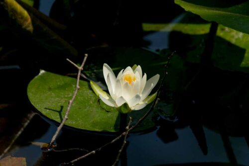 石神井公園三宝寺池の蓮とカイツブリの雛。