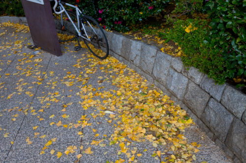 光が丘公園の紅葉。