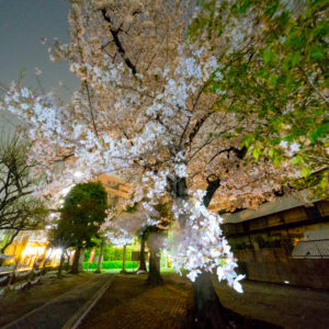 α7RIIIで夜桜撮影。