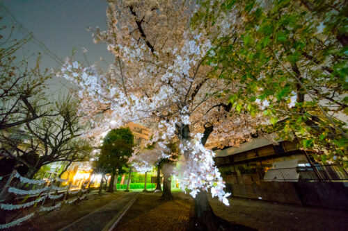 α7RIIIで夜桜撮影。