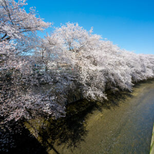 としまえん、石神井川にかかる桜とハンバーガー。