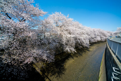 としまえん、石神井川にかかる桜とハンバーガー。