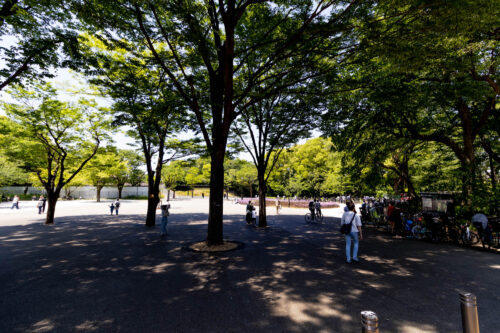 ハリポタランド開園間近。練馬城址公園は昔の「豊島園」の面影があって実に良いけれど、夏は犬を連れて行ってはダメ！