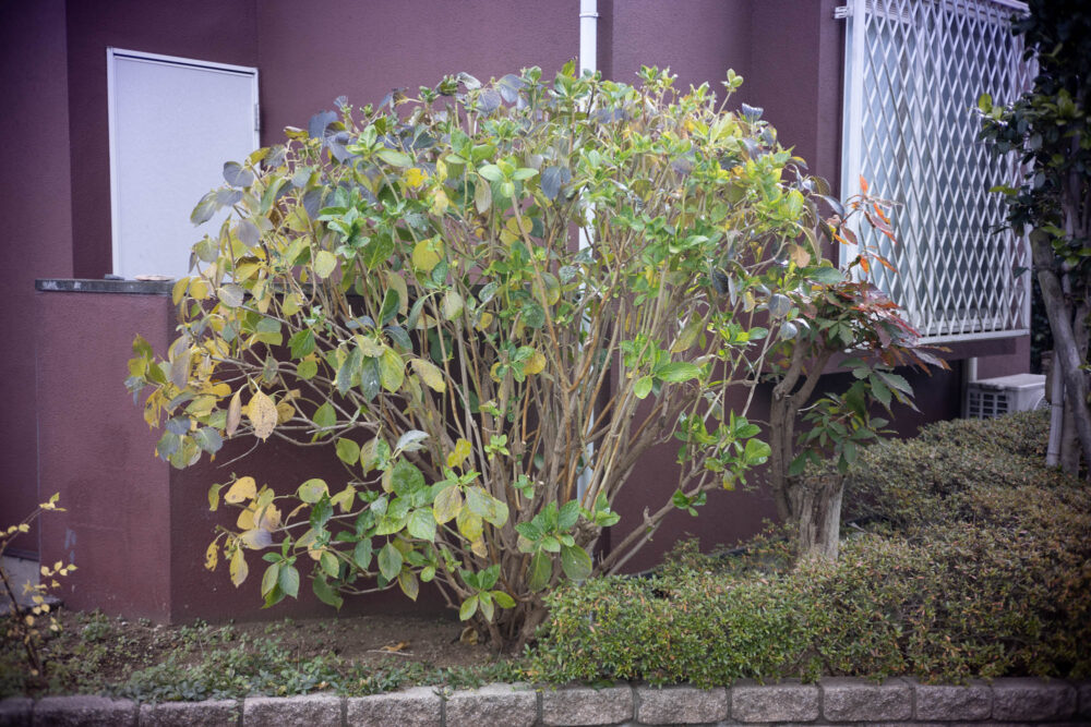 銘匠光学TTArtisan 50mm F2作例