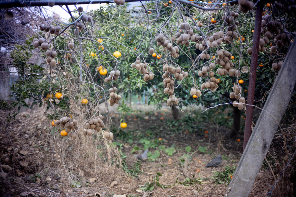 銘匠光学TTArtisan 50mm F2作例