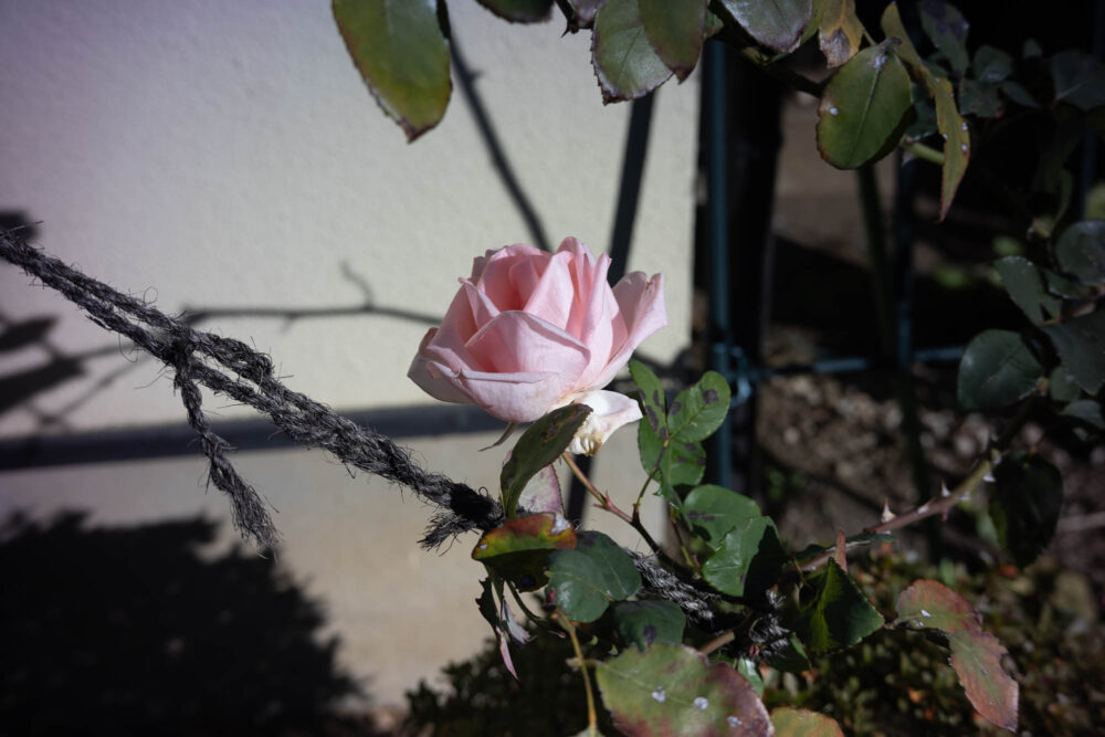 銘匠光学TTArtisan 50mm F2作例