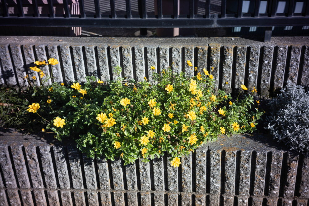 銘匠光学TTArtisan 50mm F2作例