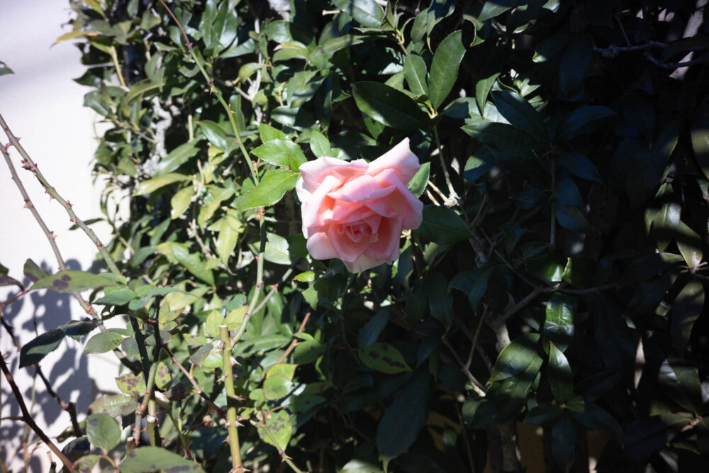 銘匠光学TTArtisan 50mm F2作例