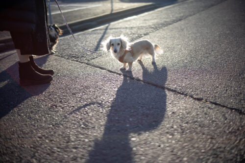 Voigtlander NOKTON 40mm F1.2 Aspherical 作例追加。