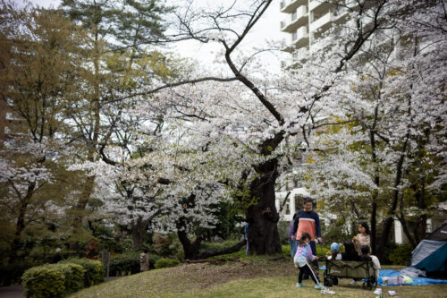 光が丘公園の桜。