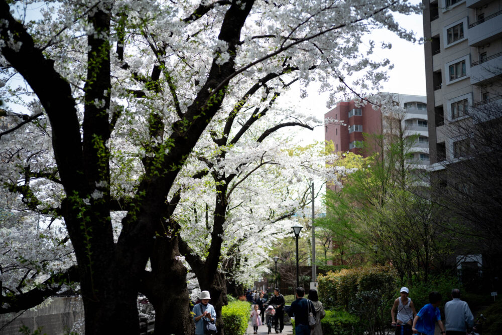 DSC 0553 板橋本町石神井緑道の桜。