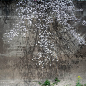 DSC 0568 板橋本町石神井緑道の桜。