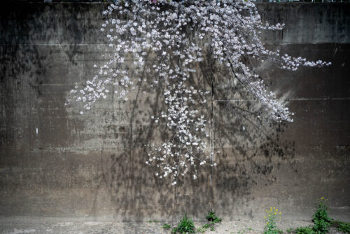 板橋本町石神井緑道の桜。