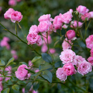 光が丘ローズガーデン満開。