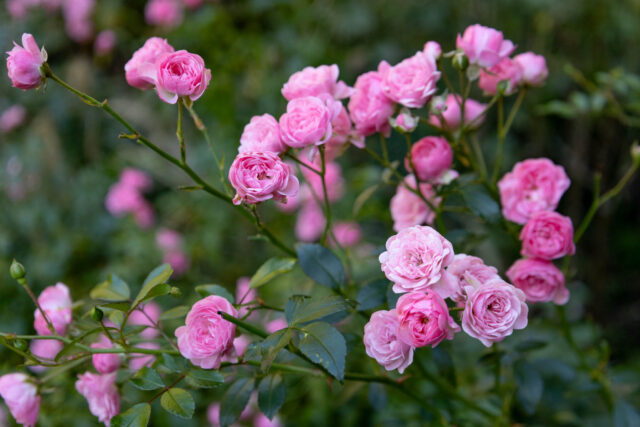 光が丘ローズガーデン満開。