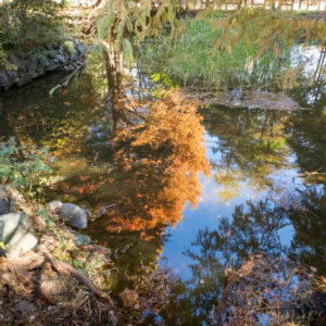 20251124井の頭公園の紅葉はジブリ美術館方面も。