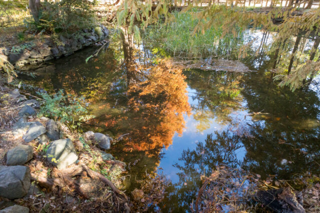 20251124井の頭公園の紅葉はジブリ美術館方面も。